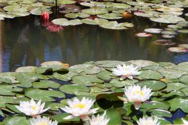 İsrail 'deki bir şehir parkında tatlı su havuzunda yüzen güzel nilüfer çiçekleri. 