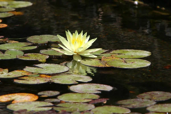 Hermosas Flores Loto Flotando Una Piscina Agua Dulce Parque Ciudad — Foto de Stock