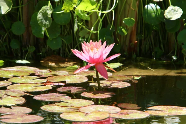 Schöne Lotusblumen Schwimmen Einem Süßwasserpool Einem Stadtpark Israel — Stockfoto