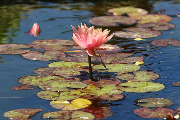 Vackra Lotusblommor Flyter Sötvattenspool Stadspark Israel — Stockfoto