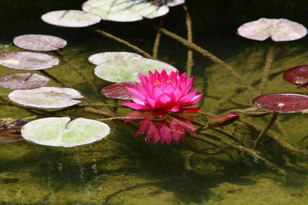 Hermosas Flores Loto Flotando Una Piscina Agua Dulce Parque Ciudad —  Fotos de Stock