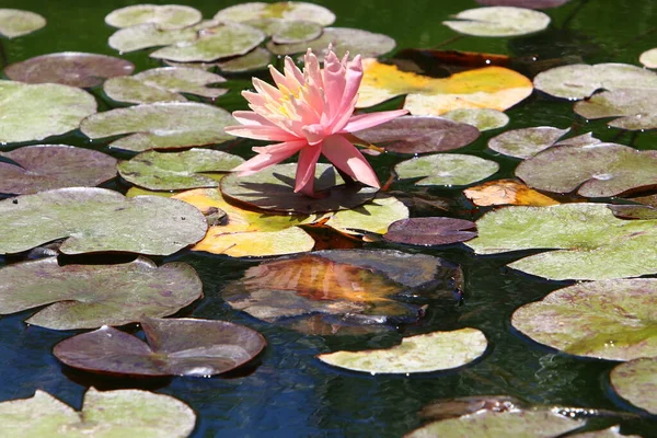 Schöne Lotusblumen Schwimmen Einem Süßwasserpool Einem Stadtpark Israel — Stockfoto