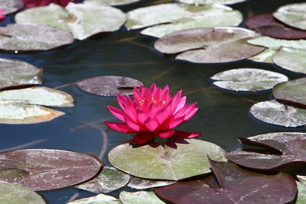 Vackra Lotusblommor Flyter Sötvattenspool Stadspark Israel — Stockfoto