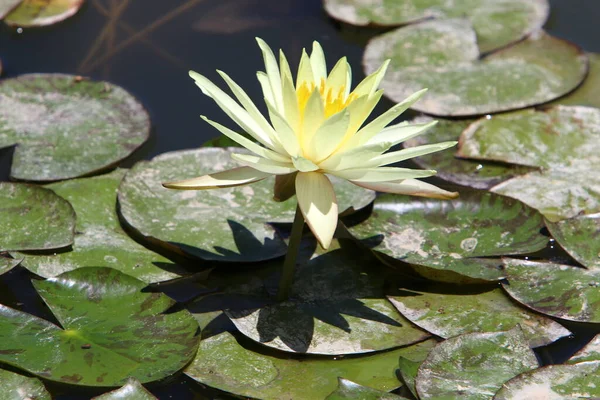 Hermosas Flores Loto Flotando Una Piscina Agua Dulce Parque Ciudad — Foto de Stock