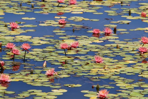 Schöne Lotusblumen Schwimmen Einem Süßwasserpool Einem Stadtpark Israel — Stockfoto