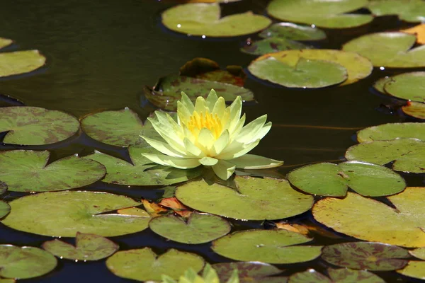 Hermosas Flores Loto Flotando Una Piscina Agua Dulce Parque Ciudad — Foto de Stock