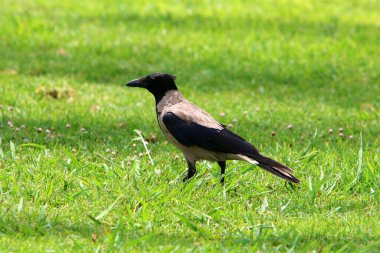 Hepçil gri karga Akdeniz kıyısındaki bir şehir parkında oturuyor. 