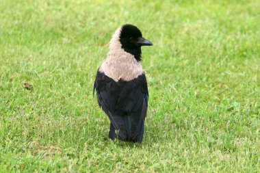 Hepçil gri karga Akdeniz kıyısındaki bir şehir parkında oturuyor. 