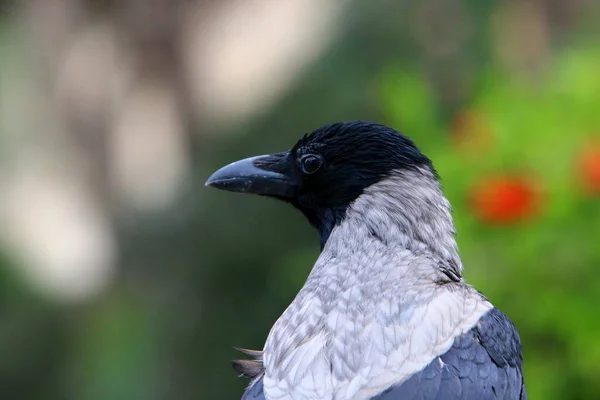 这只杂食性的灰乌鸦栖息在地中海沿岸的一个城市公园里 — 图库照片