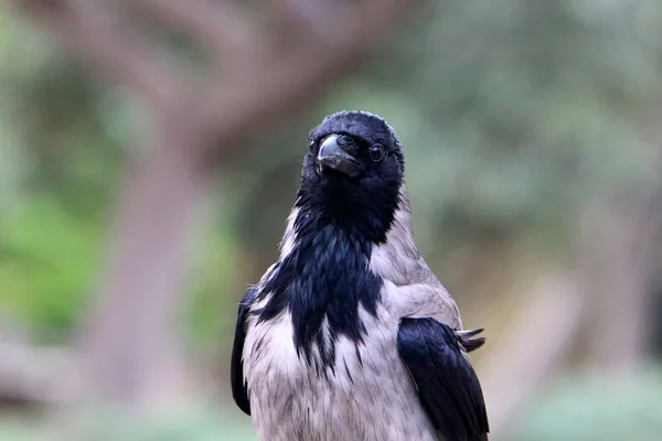 Omnivorous Gray Crow Sits City Park Shores Mediterranean Sea — Stock Photo, Image