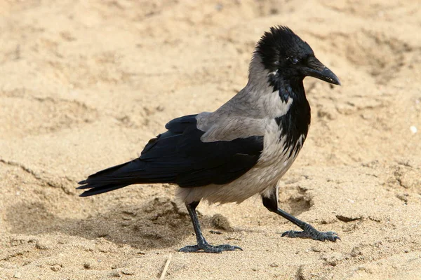 Corvo Cinza Onívoro Fica Parque Cidade Nas Margens Mar Mediterrâneo — Fotografia de Stock