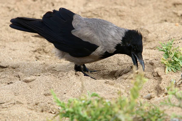 Corbeau Gris Omnivore Trouve Dans Parc Urbain Sur Les Rives — Photo