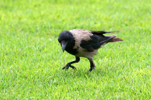 Omnivorous Gray Crow Sits City Park Shores Mediterranean Sea — Stock Photo, Image