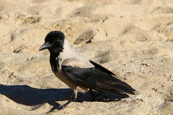 这只杂食性的灰乌鸦栖息在地中海沿岸的一个城市公园里 — 图库照片