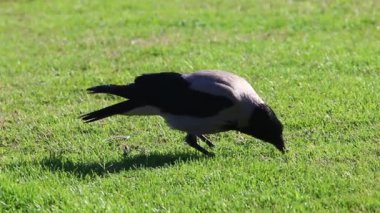 Hepçil gri karga Akdeniz kıyısındaki bir şehir parkında oturuyor. 