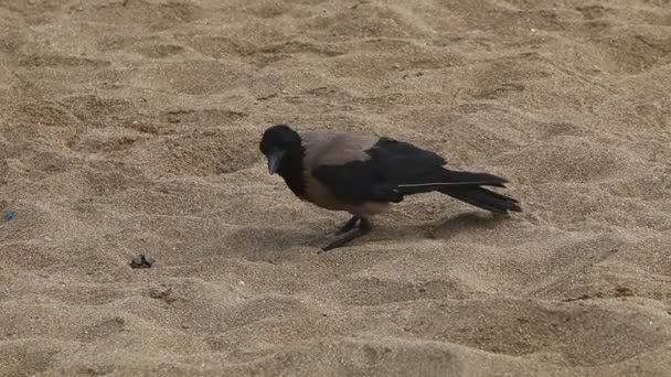 Corvo Grigio Onnivoro Trova Parco Cittadino Sulle Rive Del Mar — Video Stock