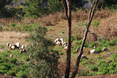 Büyük bir koyun ve keçi sürüsü İsrail 'in kuzeyindeki bir ormanda otluyor. 