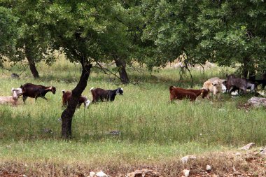 Büyük bir koyun ve keçi sürüsü İsrail 'in kuzeyindeki bir ormanda otluyor. 