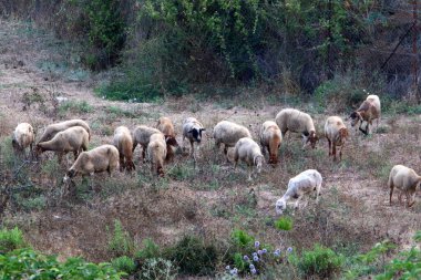 Büyük bir koyun ve keçi sürüsü İsrail 'in kuzeyindeki bir ormanda otluyor. 