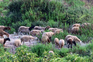 Büyük bir koyun ve keçi sürüsü İsrail 'in kuzeyindeki bir ormanda otluyor. 