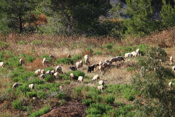 Büyük bir koyun ve keçi sürüsü İsrail 'in kuzeyindeki bir ormanda otluyor. 