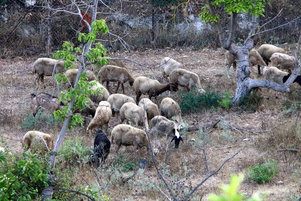 Een Grote Kudde Schapen Geiten Grazen Een Bosgebied Het Noorden — Stockfoto