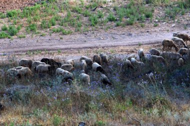 Büyük bir koyun ve keçi sürüsü İsrail 'in kuzeyindeki bir ormanda otluyor. 