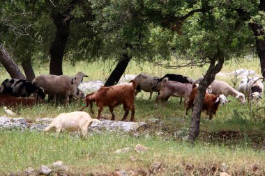 Büyük bir koyun ve keçi sürüsü İsrail 'in kuzeyindeki bir ormanda otluyor. 
