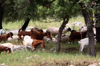 Büyük bir koyun ve keçi sürüsü İsrail 'in kuzeyindeki bir ormanda otluyor. 