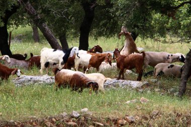 Büyük bir koyun ve keçi sürüsü İsrail 'in kuzeyindeki bir ormanda otluyor. 