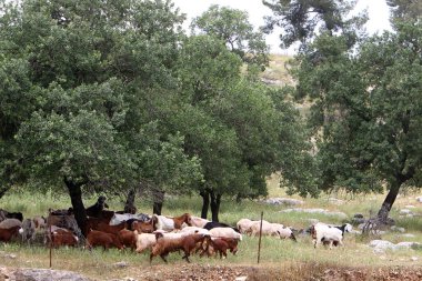 Büyük bir koyun ve keçi sürüsü İsrail 'in kuzeyindeki bir ormanda otluyor. 