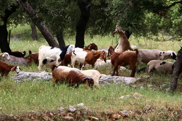 在以色列北部的一片森林中 一群羊和山羊正在吃草 — 图库照片