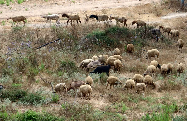 Grand Troupeau Moutons Chèvres Paissent Dans Une Clairière Forestière Dans — Photo