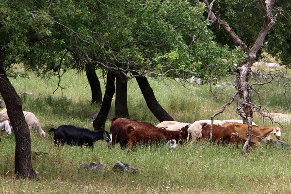 Uma Grande Manada Ovelhas Cabras Pastam Uma Clareira Florestal Norte — Fotografia de Stock