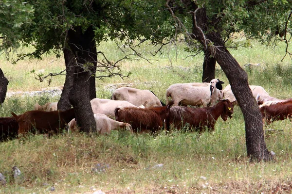 Large Herd Sheep Goats Grazes Forest Glade Northern Israel — Stock Photo, Image