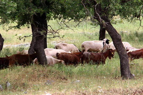 Uma Grande Manada Ovelhas Cabras Pastam Uma Clareira Florestal Norte — Fotografia de Stock