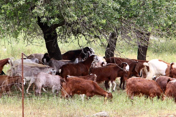 Grand Troupeau Moutons Chèvres Paissent Dans Une Clairière Forestière Dans — Photo