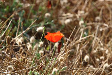 İsrail 'deki çayır ve kır çiçekleri güneş ışığıyla aydınlanır. 