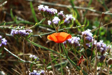 İsrail 'deki çayır ve kır çiçekleri güneş ışığıyla aydınlanır. 