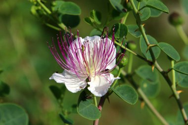 İsrail 'deki çayır ve kır çiçekleri güneş ışığıyla aydınlanır. 