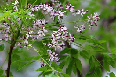 İsrail 'deki çayır ve kır çiçekleri güneş ışığıyla aydınlanır. 