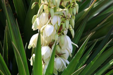 İsrail 'deki çayır ve kır çiçekleri güneş ışığıyla aydınlanır. 