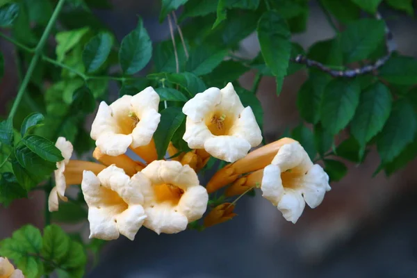 Wiese Und Wildblumen Israel Werden Von Den Morgenstrahlen Der Sonne — Stockfoto