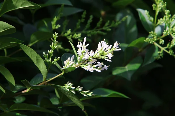 Wiese Und Wildblumen Israel Werden Von Den Morgenstrahlen Der Sonne — Stockfoto