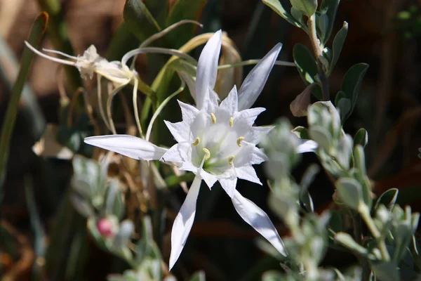 Pajiștea Florile Sălbatice Din Israel Sunt Aprinse Razele Dimineață Ale — Fotografie, imagine de stoc