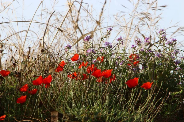 Prairie Fleurs Sauvages Israël Sont Éclairés Par Les Rayons Soleil — Photo