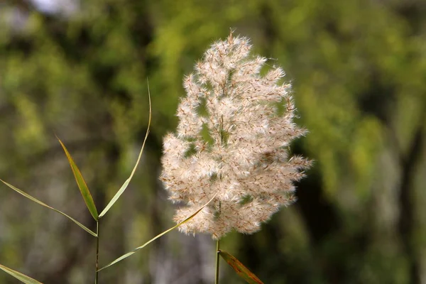 Wiese Und Wildblumen Israel Werden Von Den Morgenstrahlen Der Sonne — Stockfoto