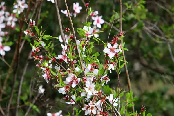 Äng Och Vilda Blommor Israel Lyses Upp Solens Morgonstrålar — Stockfoto