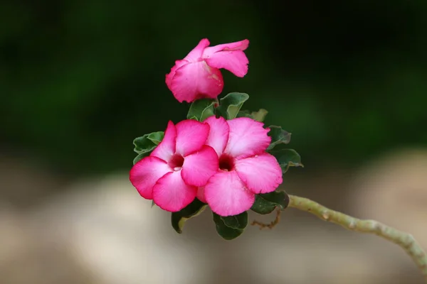 Wiese Und Wildblumen Israel Werden Von Den Morgenstrahlen Der Sonne — Stockfoto