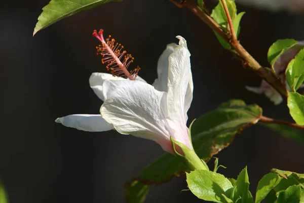 Louka Divoké Květiny Izraeli Jsou Osvětleny Ranními Paprsky Slunce — Stock fotografie